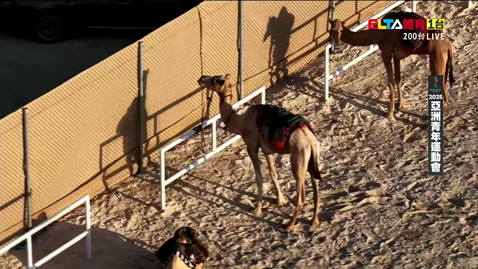 10/27 亞洲青年運動會 駱駝競速 決賽