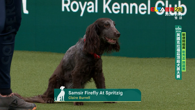 3/5 2026 Crufts犬展大賽 敏捷賽新秀盃跳躍賽/敏捷錦標賽小中型犬跳躍賽/與狗共舞腳側隨行