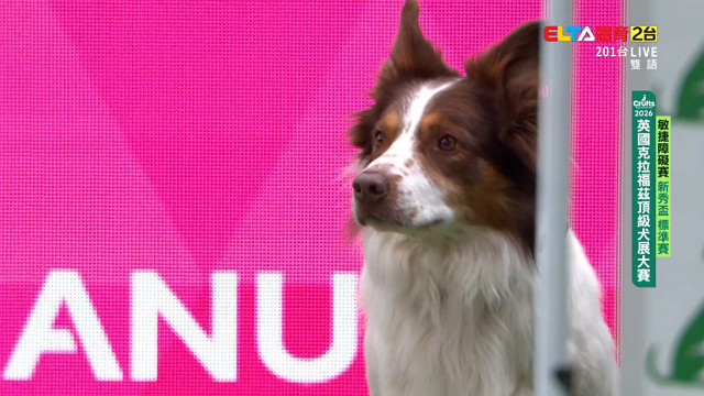 3/5 2026 Crufts犬展大賽 敏捷賽新秀盃標準賽/敏捷錦標賽小中型犬標準賽/青少年組跳躍賽/飛球淘汰賽