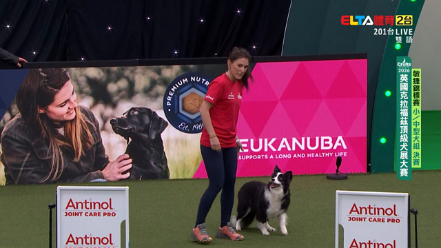 3/5 敏捷錦標賽小中型犬決賽 ｜2026 Crufts犬展大賽 