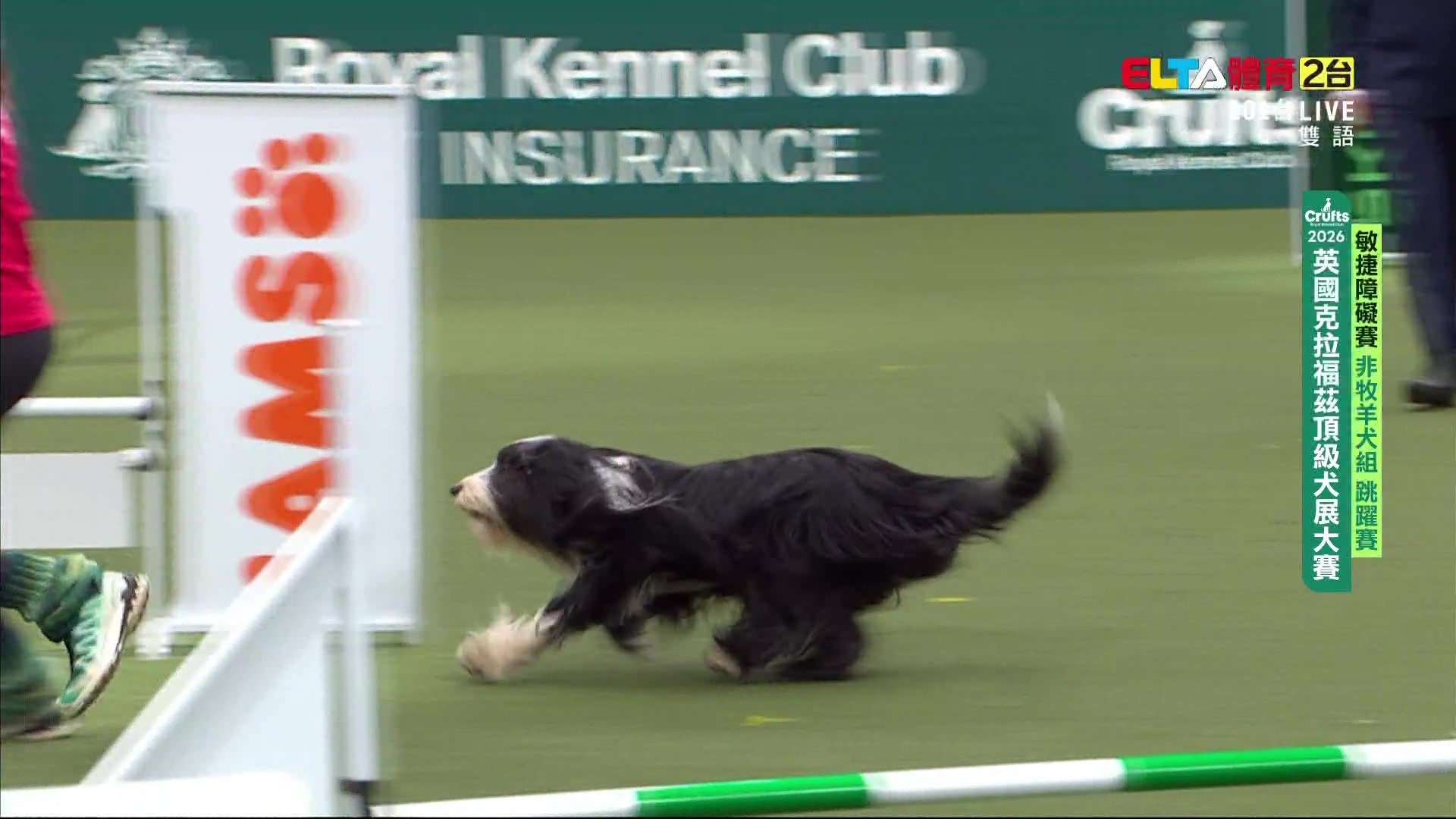 3/6 2026 Crufts犬展大賽 敏捷賽非牧羊犬跳躍賽/各犬型跳躍預賽/與狗共舞自由編舞