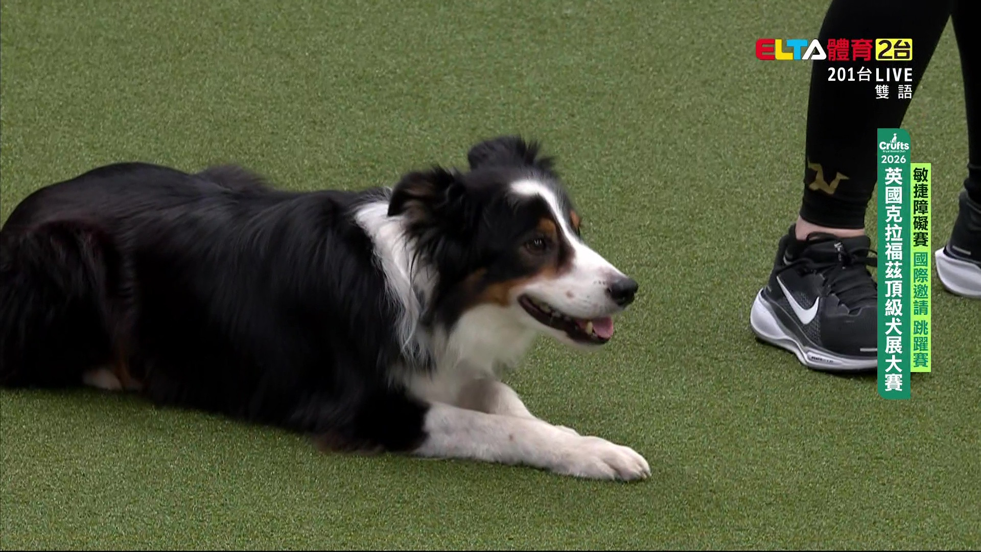 3/7 2026 Crufts犬展大賽 敏捷賽國際邀請跳躍賽