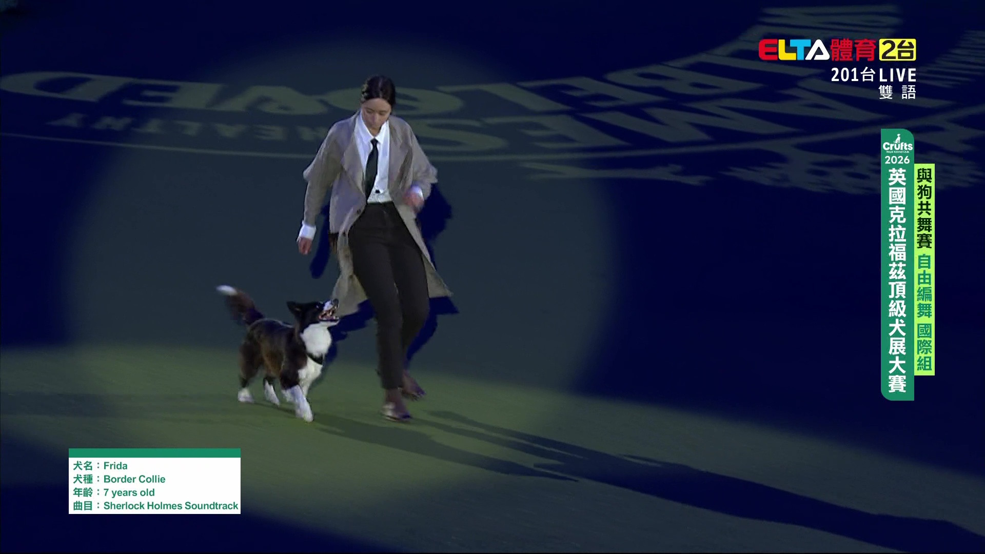 3/7 黃金獵犬警犬表演/與狗共舞自由編舞國際組/醫療犬表演 ｜2026 Crufts犬展大賽 