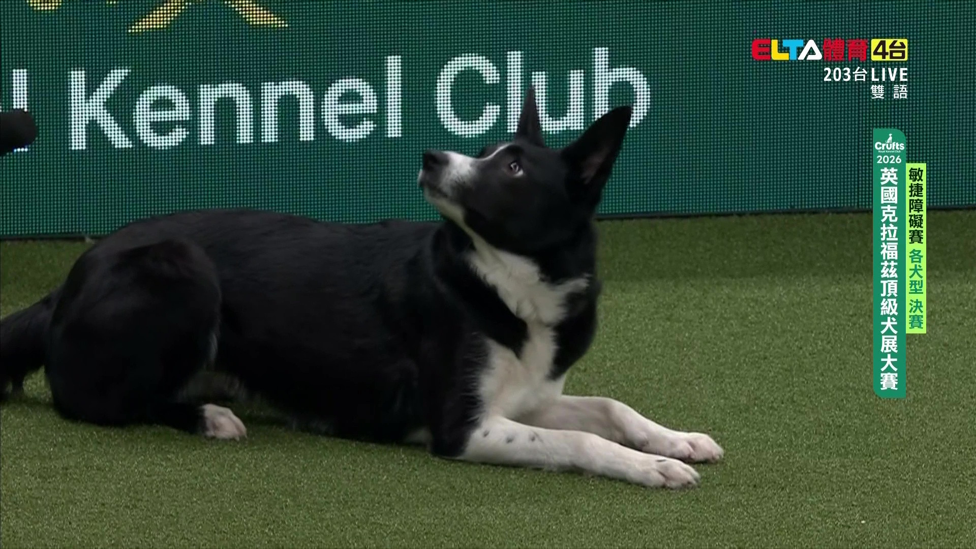 3/6 2026 Crufts犬展大賽 敏捷賽各犬型決賽