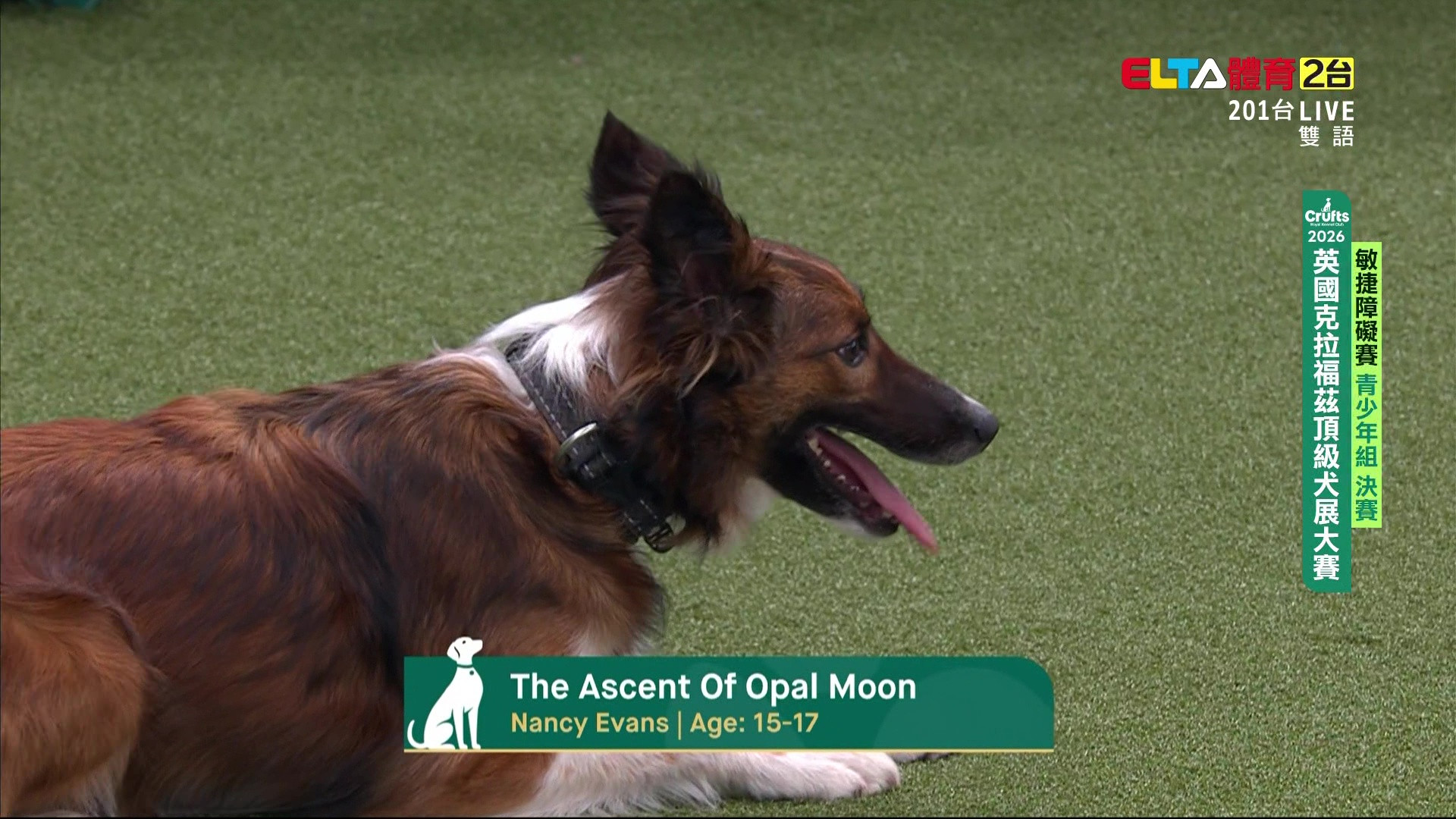 3/7 敏捷賽國際邀請標準賽/敏捷賽與飛球賽青少年組決賽/飛球八強賽 ｜2026 Crufts犬展大賽
