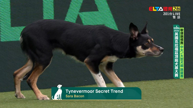 3/8 中大型犬跳躍賽/救援犬敏捷賽 ｜2026 Crufts犬展大賽 