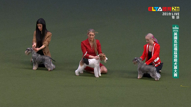 3/8 中大型犬標準賽/監獄犬表演 ｜2026 Crufts犬展大賽 