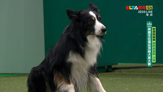 3/8 敏捷賽國際邀請賽決賽 ｜2026 Crufts犬展大賽 