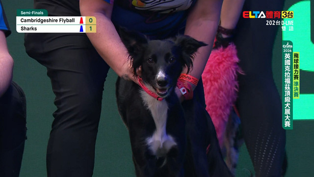3/9 飛球四強決賽/敏捷錦標賽中大型犬決賽 ｜2026 Crufts犬展大賽