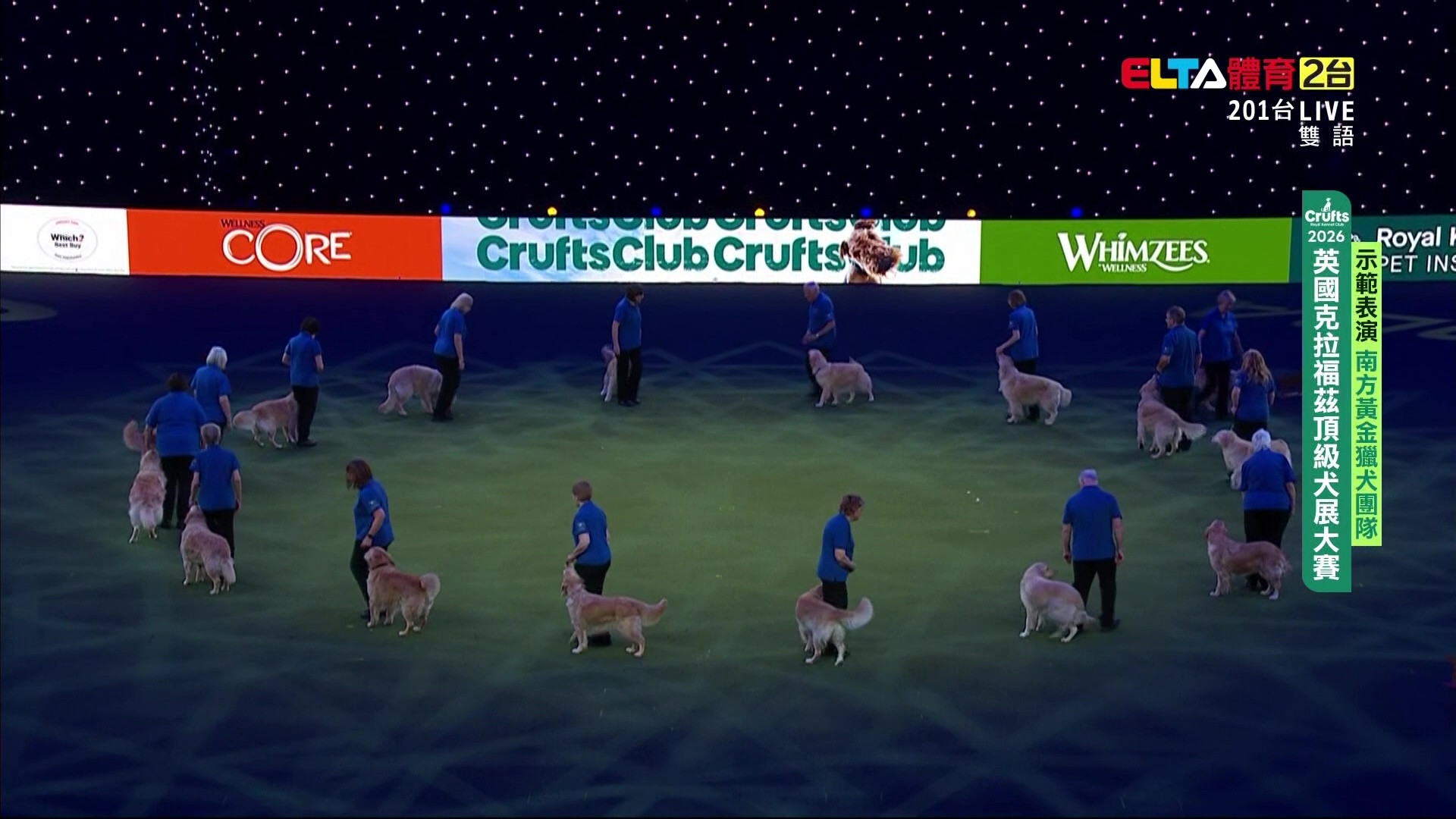3/7 黃金獵犬警犬表演｜2026 Crufts 示範表演