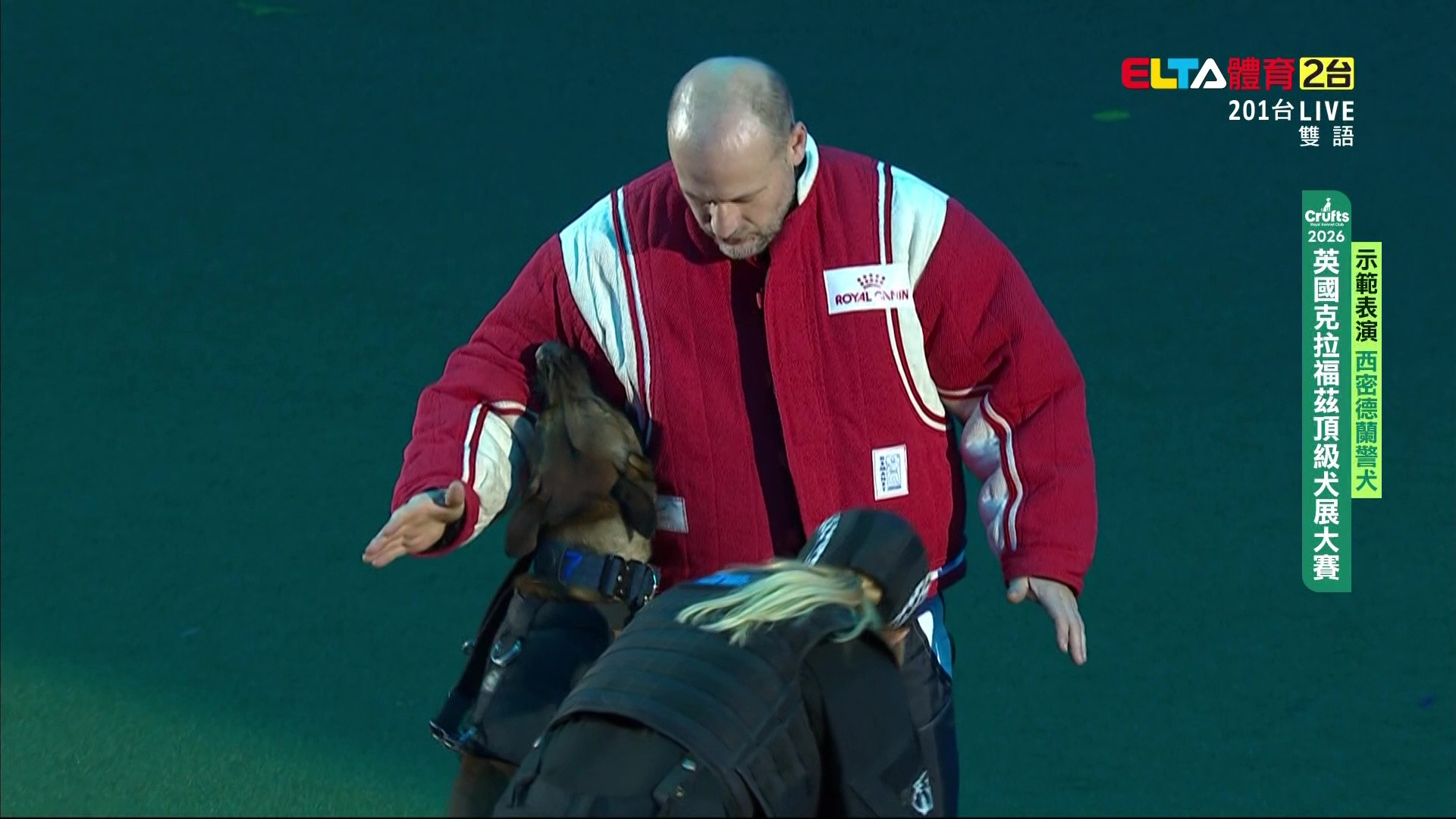 3/7 西密德蘭警犬｜2026 Crufts 示範表演