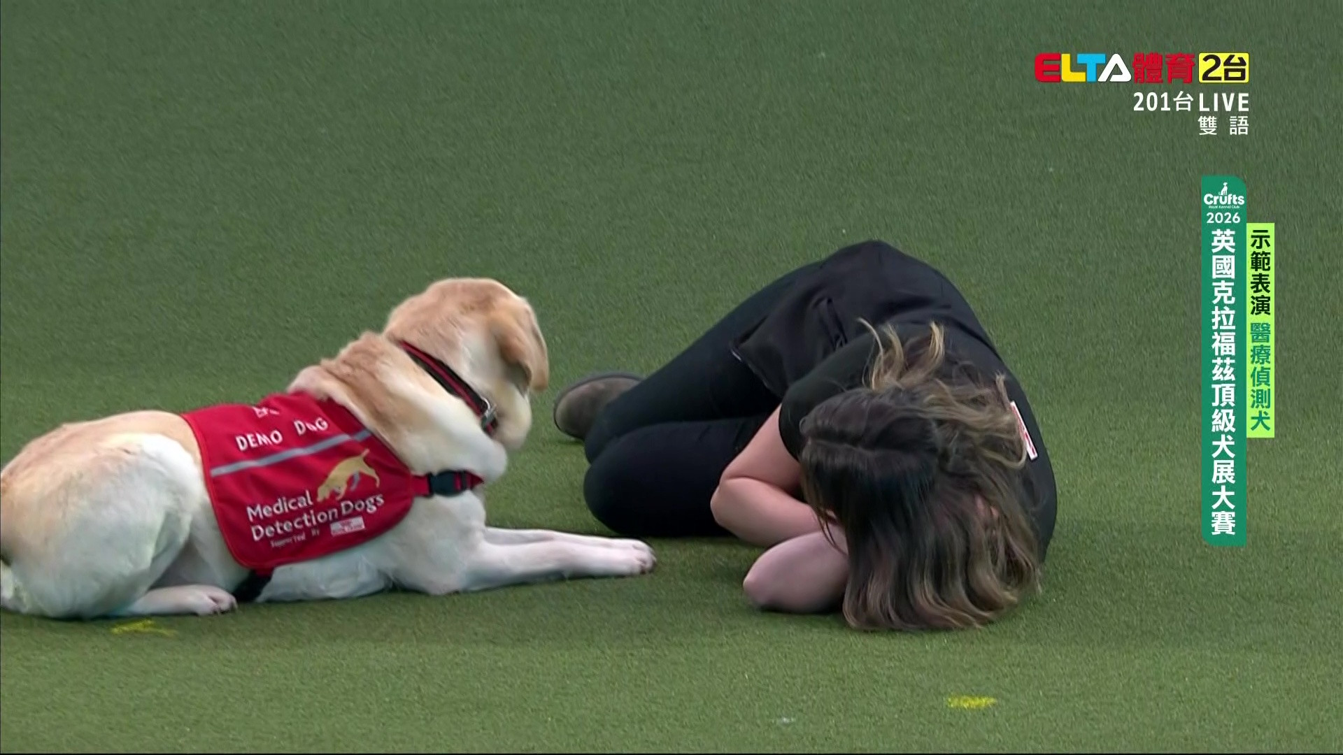 3/7 醫療偵測犬｜2026 Crufts犬展大賽 示範表演