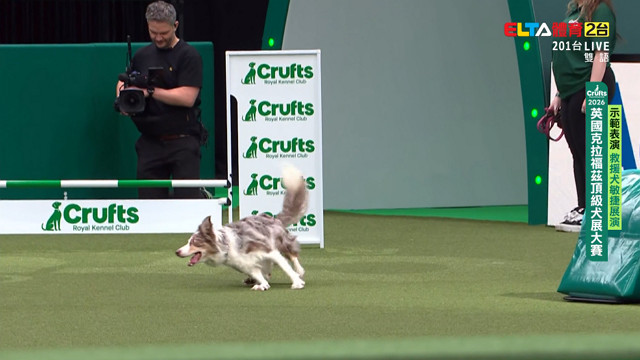 3/8 救援犬敏捷展演｜2026 Crufts 示範表演