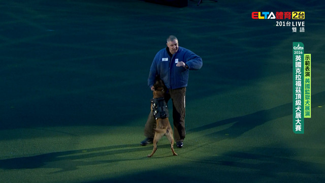 3/8 英國監獄犬展演｜2026 Crufts 示範表演