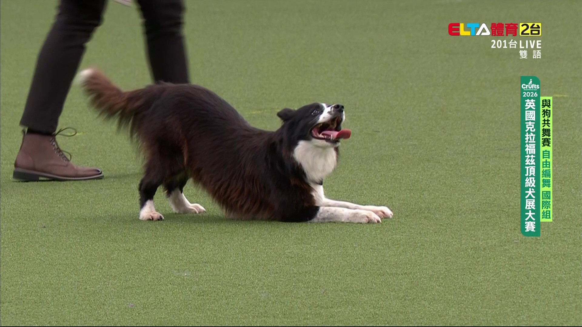 3/7 自由編舞 國際組｜2026 Crufts 與狗共舞賽 