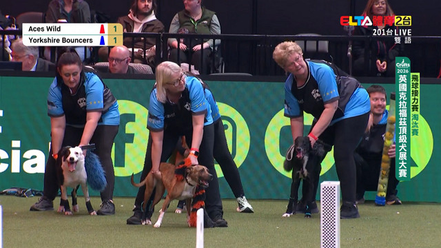 3/5 Crufts飛球接力賽 淘汰賽