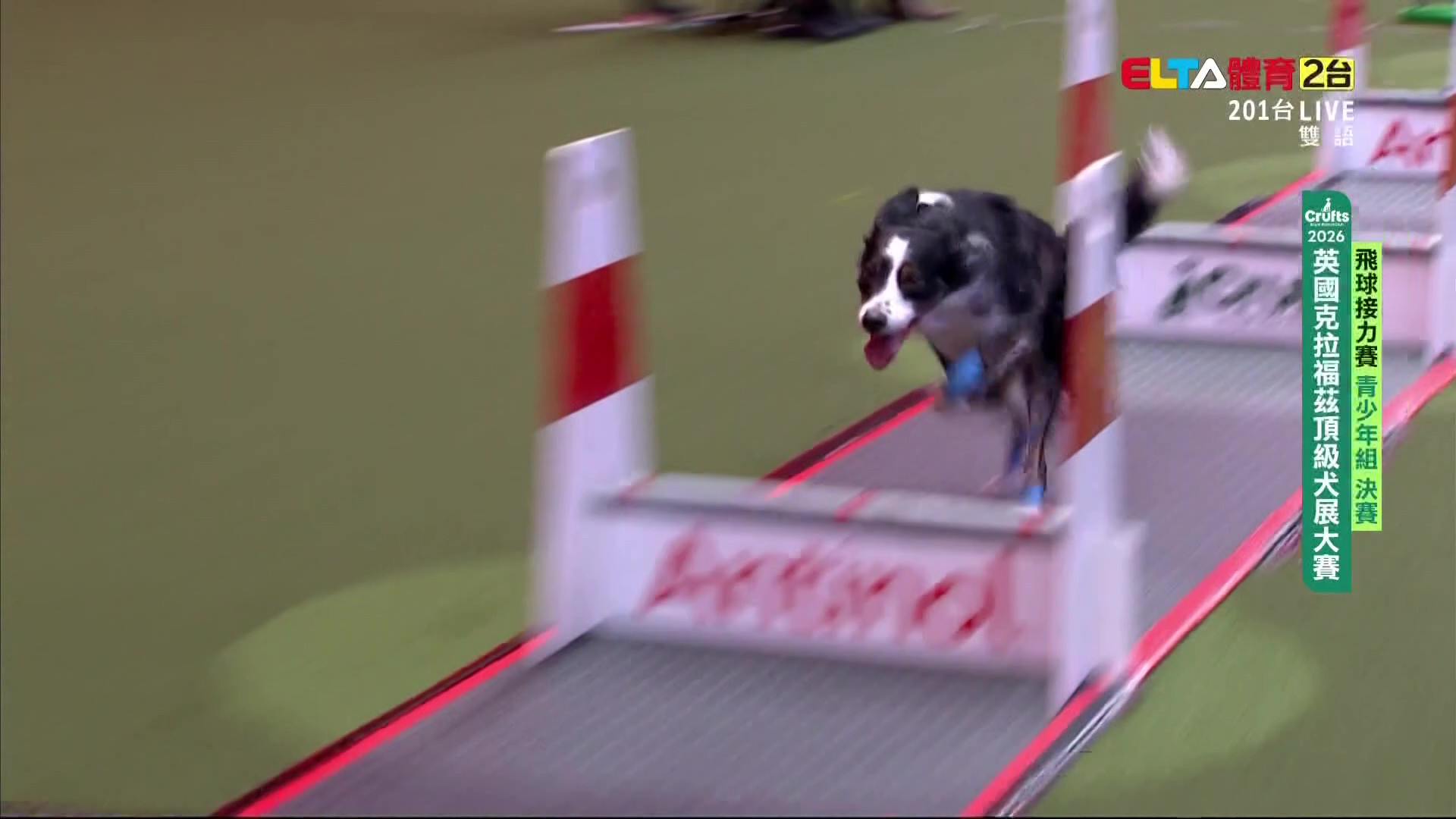 3/7 青少年組 決賽｜2026 Crufts 飛球接力賽