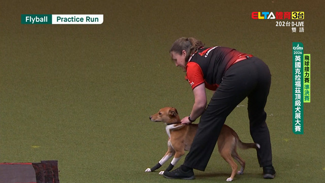 3/9 準決賽與決賽｜2026 Crufts 飛球接力賽