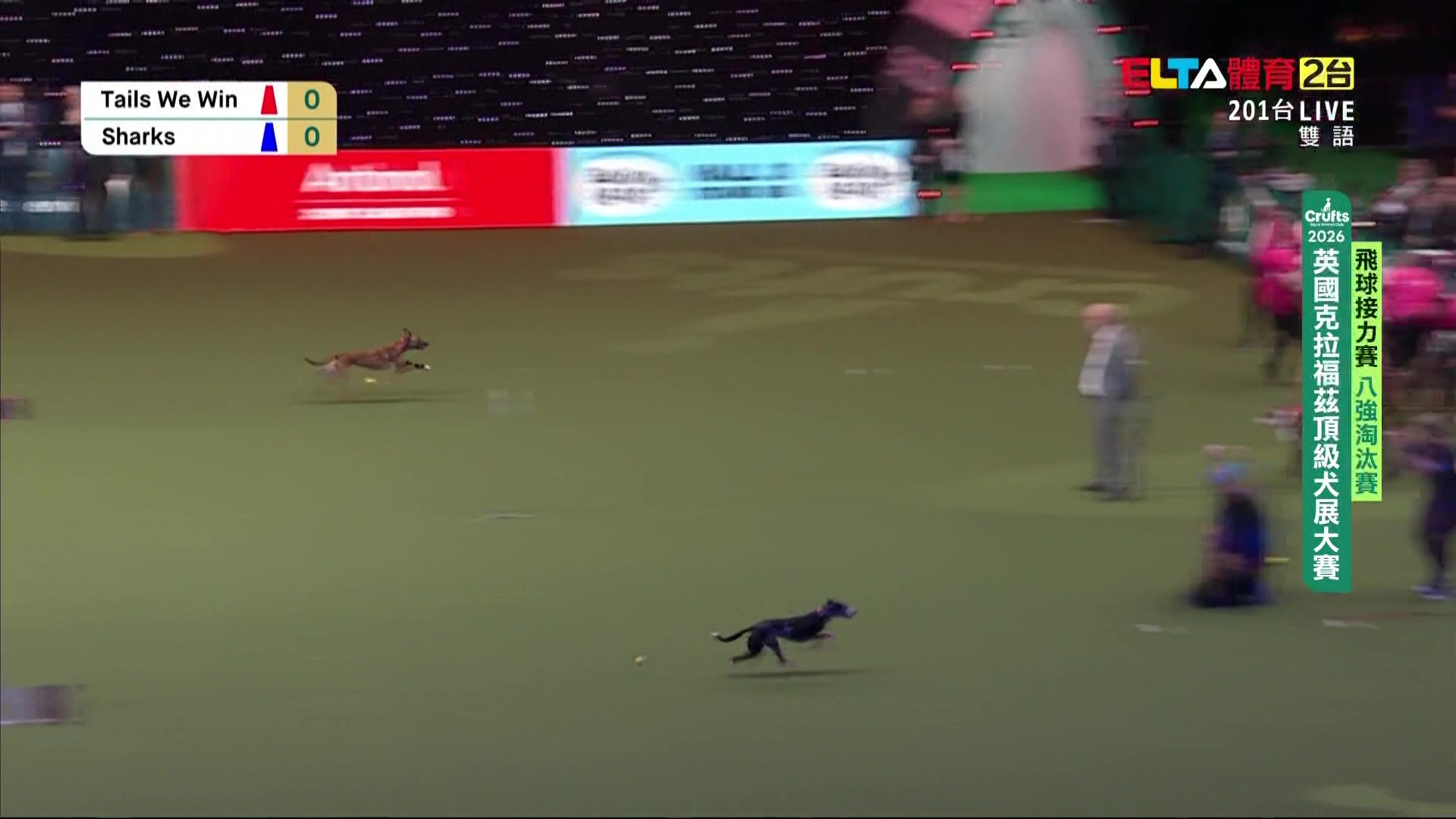 3/7 青少年組 決賽/ 八強淘汰賽｜2026 Crufts 飛球接力賽