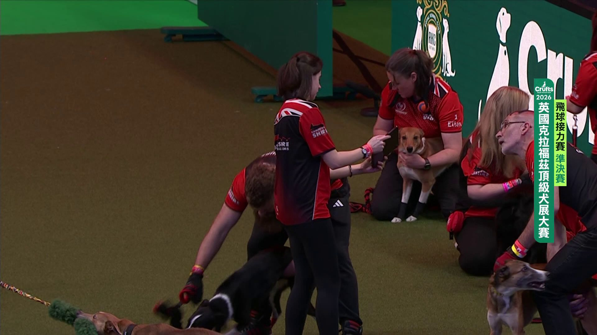 3/8 準決賽與決賽｜2026 Crufts 飛球接力賽