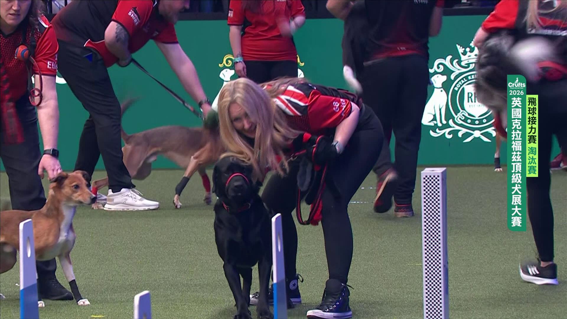 3/6 飛球淘汰賽｜2026 Crufts 飛球接力賽