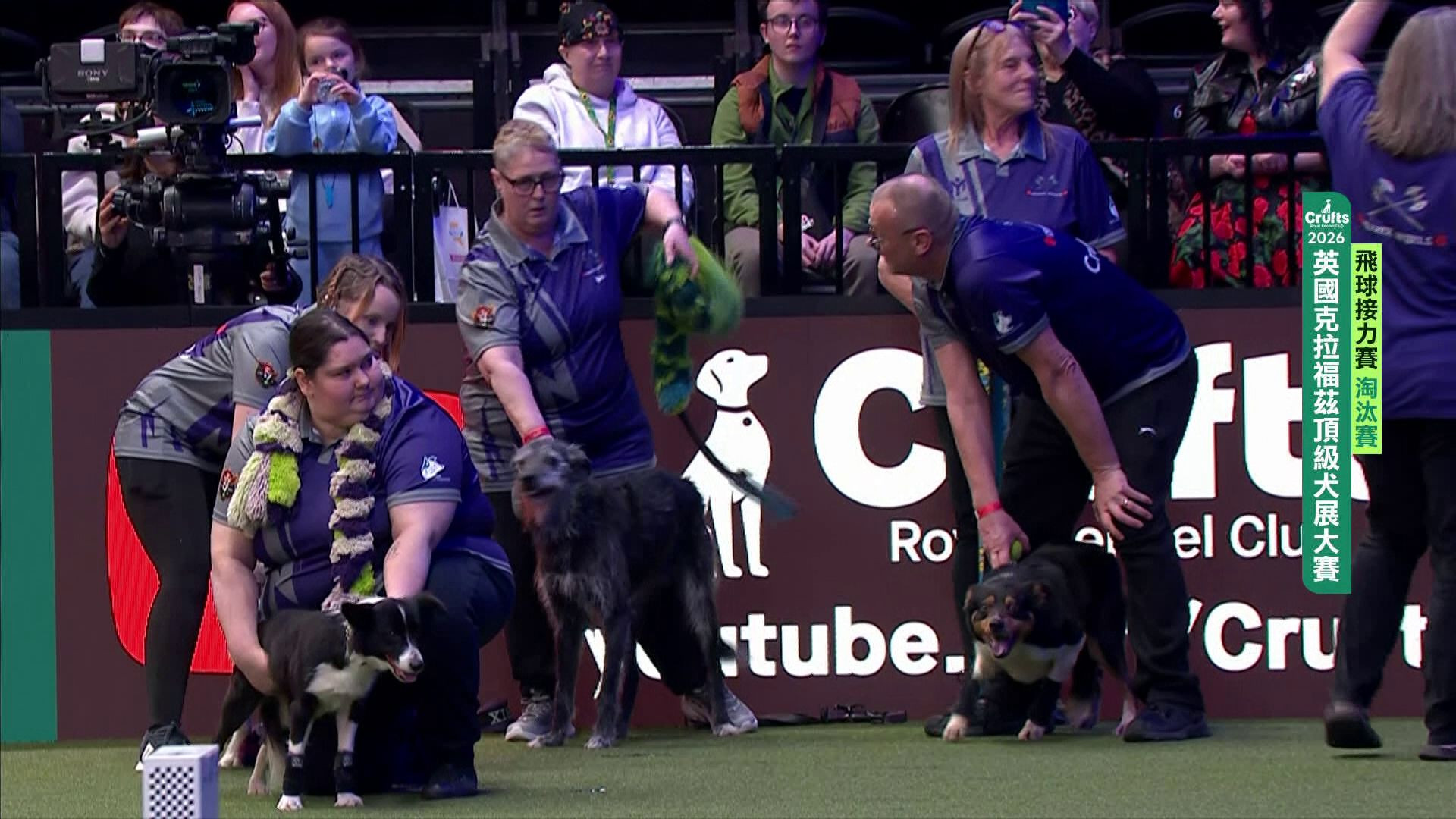 3/5 飛球淘汰賽｜2026 Crufts 飛球接力賽