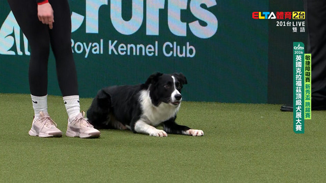 3/5 Crufts敏捷障礙賽 新秀盃 跳躍賽