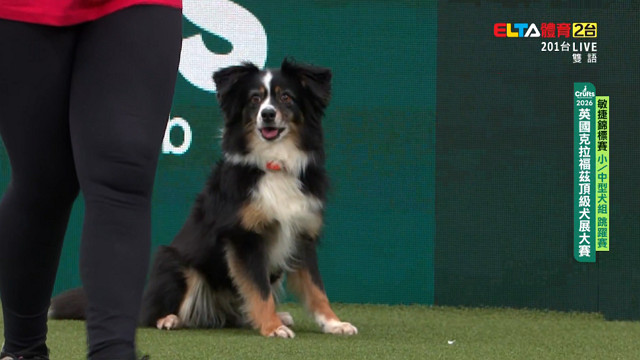 3/5 Crufts敏捷錦標賽 小/中型犬組 跳躍賽