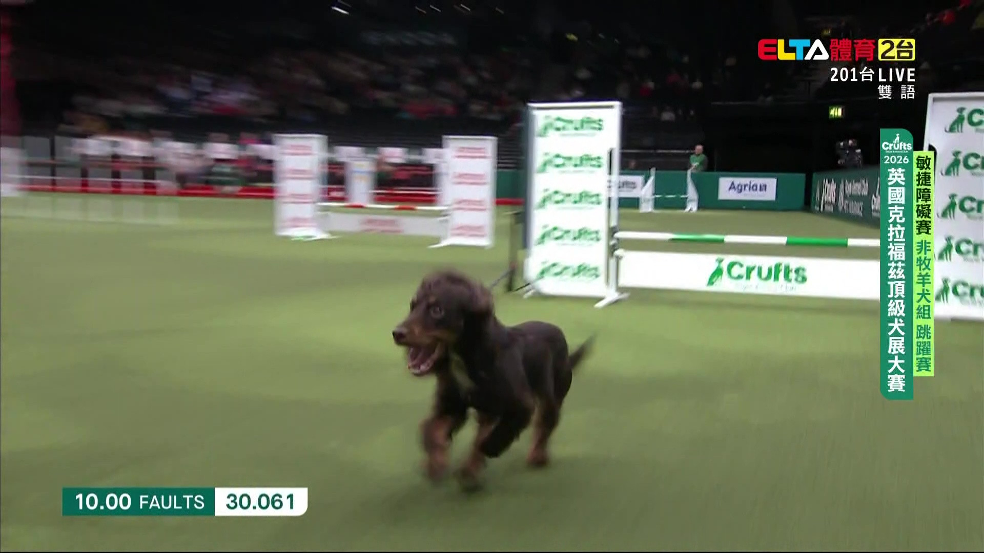 3/6 Crufts敏捷賽非牧羊犬跳躍賽