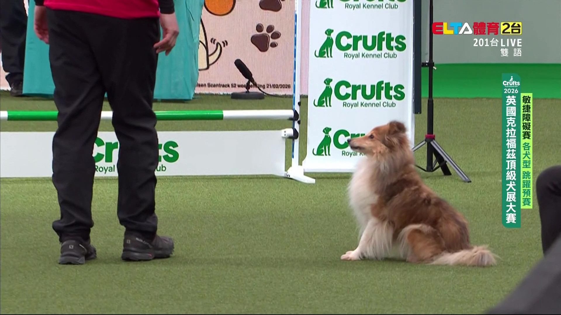 3/6 Crufts各犬型跳躍預賽