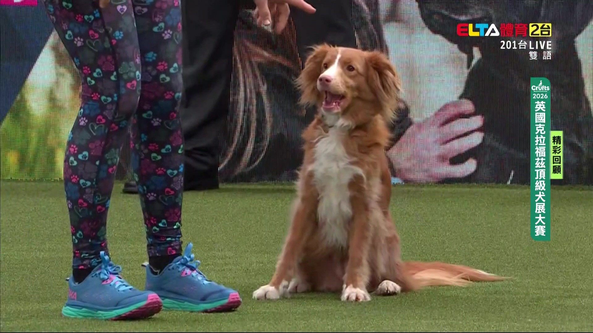 3/7 Crufts 敏捷障礙賽非牧羊犬標準賽