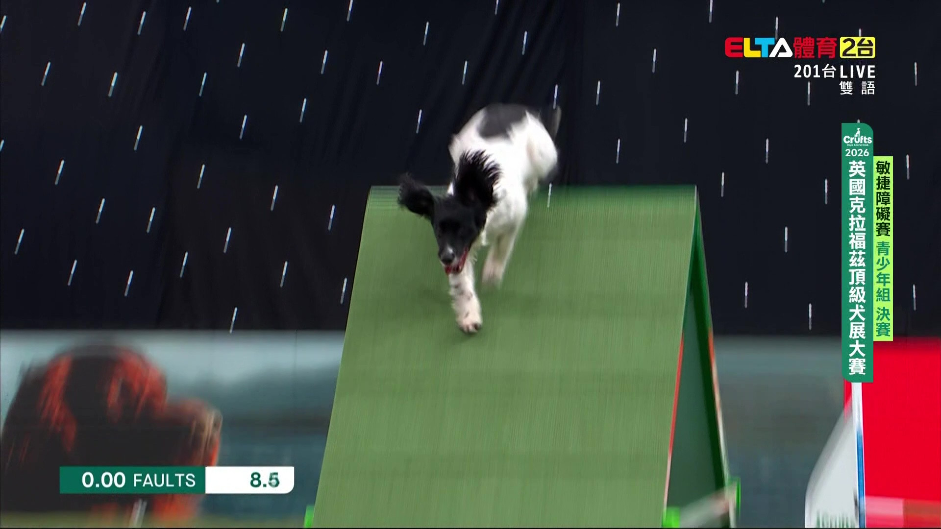 3/7 青少年組 決賽｜2026 Crufts 敏捷障礙賽