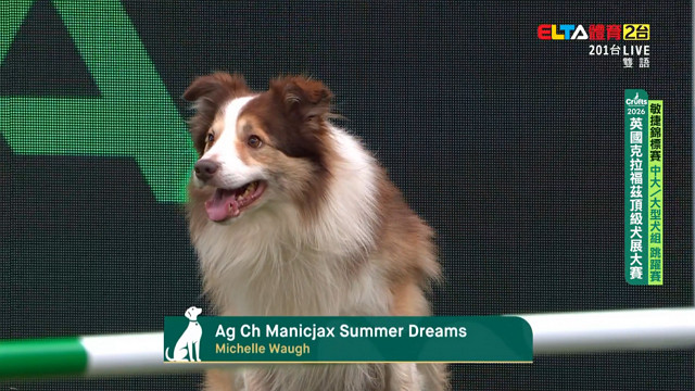 3/8 中大/大型犬組 跳躍賽｜2026 Crufts 敏捷錦標賽 