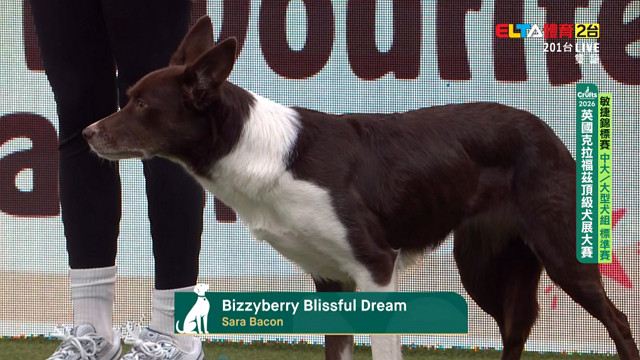 3/8 中大/大型犬組 標準賽｜2026 Crufts 敏捷錦標賽