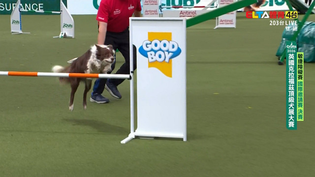 3/8 國際邀請賽 決賽｜2026 Crufts 敏捷障礙賽