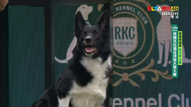 3/7 各犬型 決賽｜2026 Crufts 敏捷障礙賽