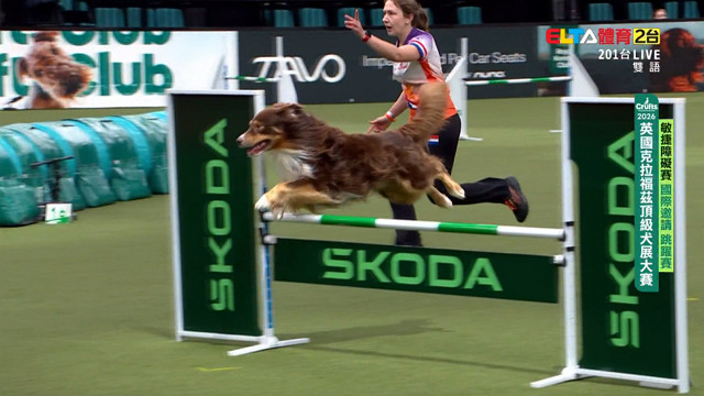 3/7 國際邀請 跳躍賽｜2026 Crufts 敏捷障礙賽 