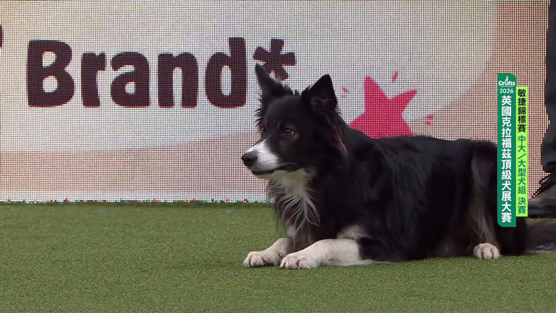 3/9 中大/大型犬組 決賽｜2026 Crufts 敏捷錦標賽