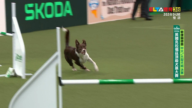 3/9 中大/大型犬組 決賽｜2026 Crufts 敏捷錦標賽