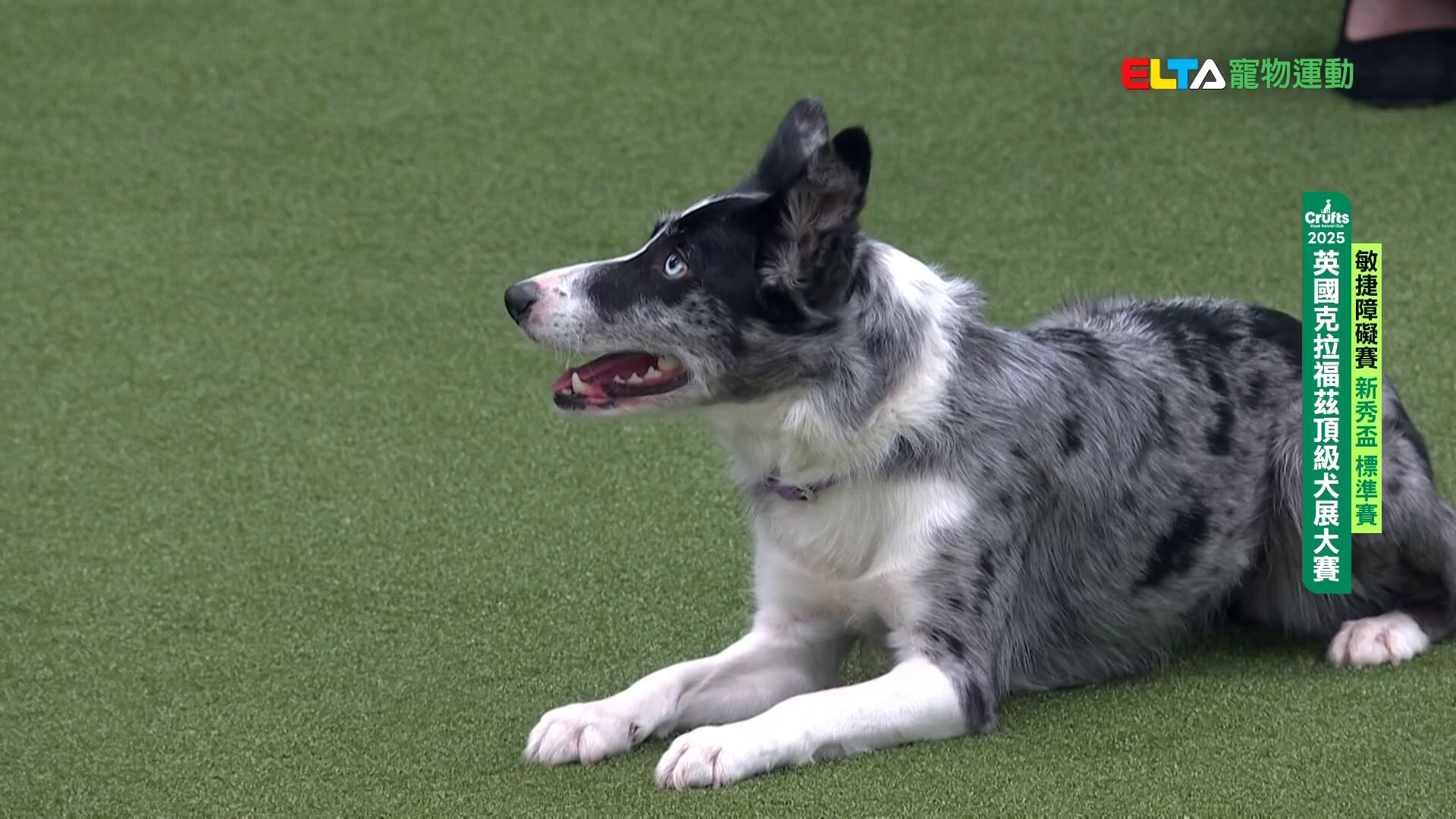 新秀盃 跳躍賽｜2025 Crufts 敏捷障礙賽