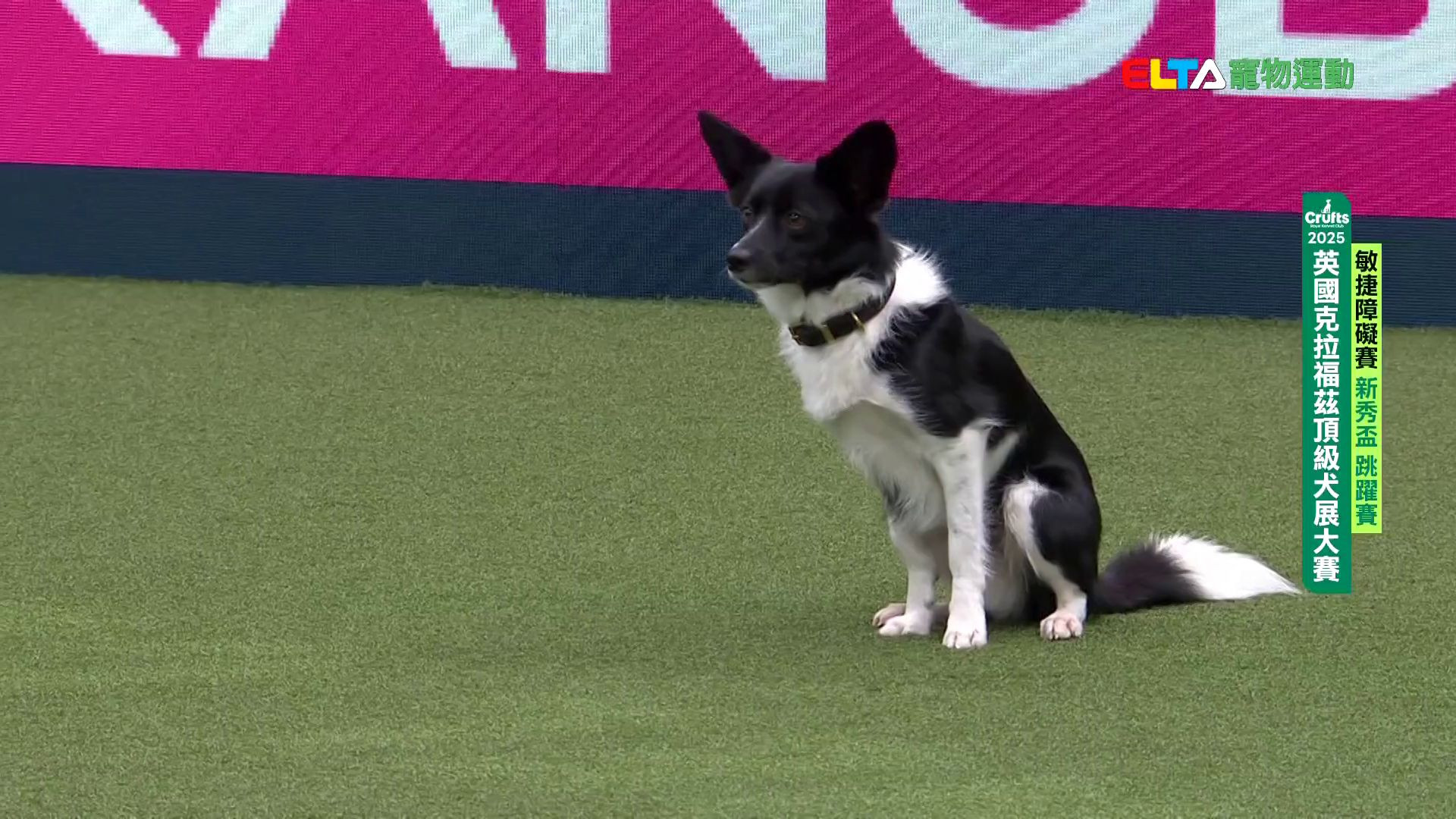 新秀盃 跳躍賽｜2025 Crufts 敏捷障礙賽
