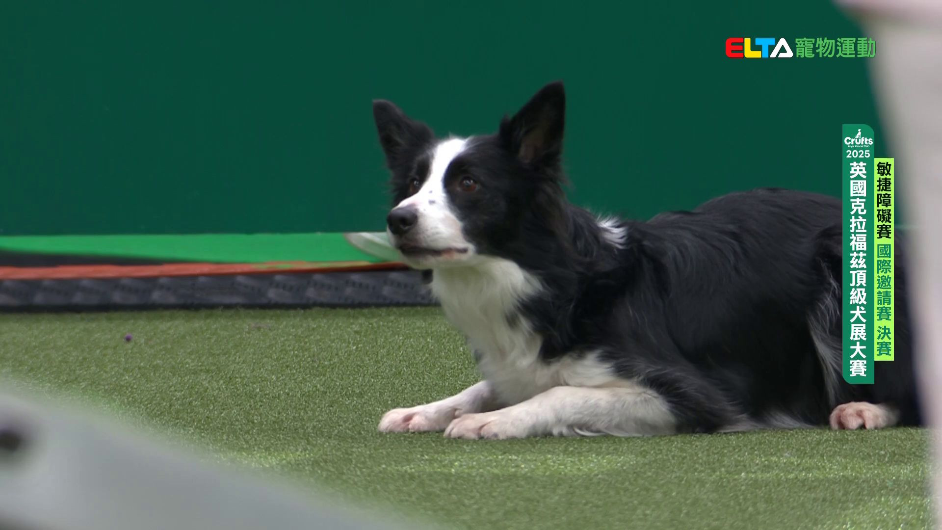 國際邀請賽 決賽｜2025 Crufts 敏捷障礙賽