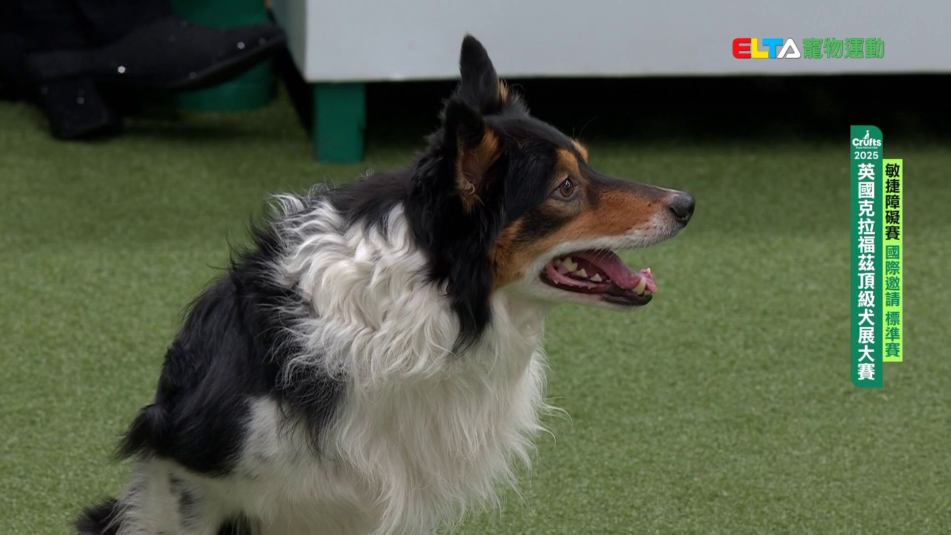 國際邀請 標準賽｜2025 Crufts 敏捷障礙賽