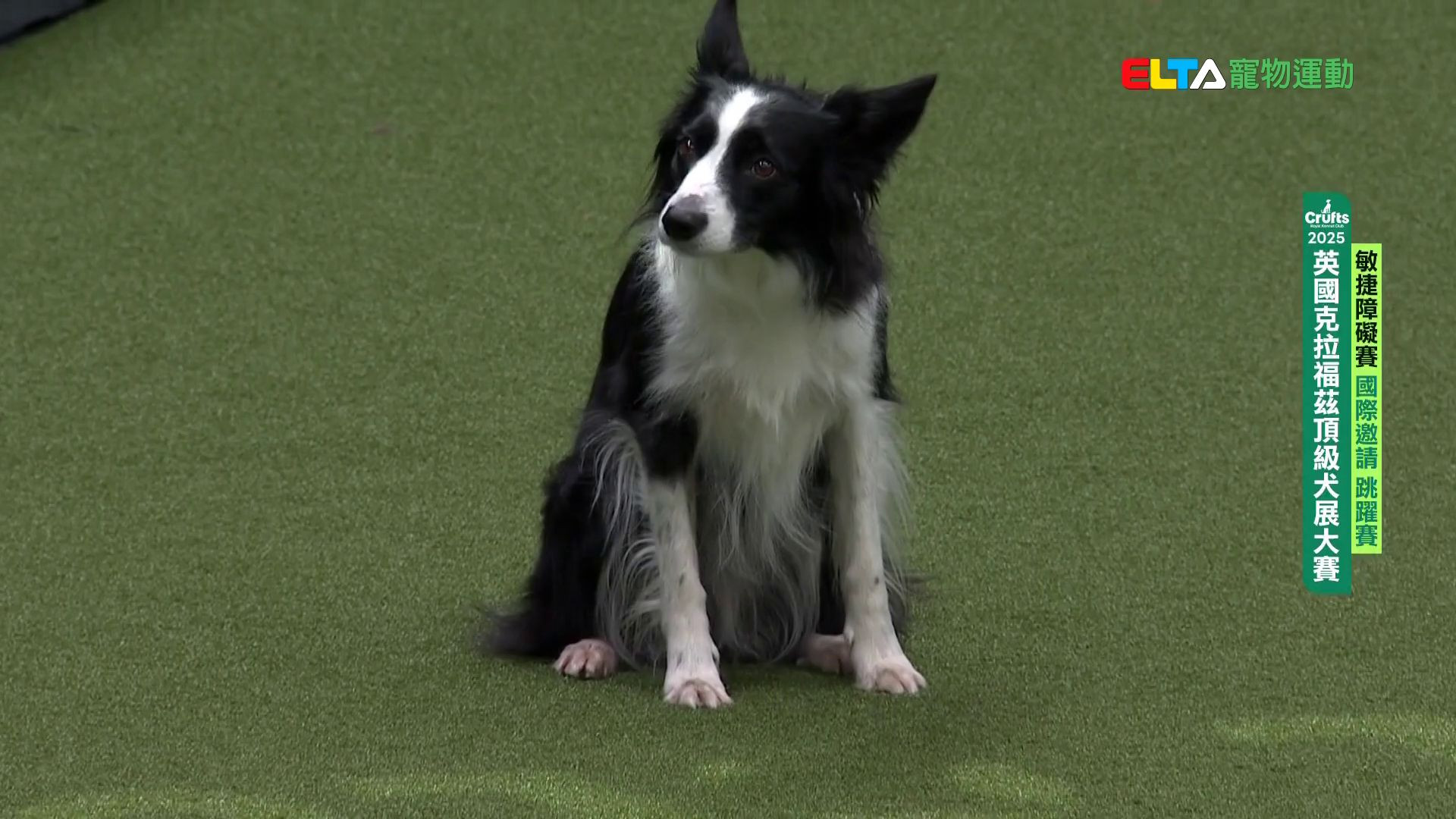 國際邀請 跳躍賽｜2025 Crufts 敏捷障礙賽