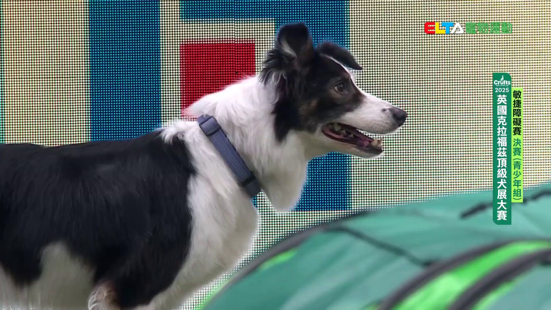 青少年組 決賽｜2025 Crufts 敏捷障礙賽