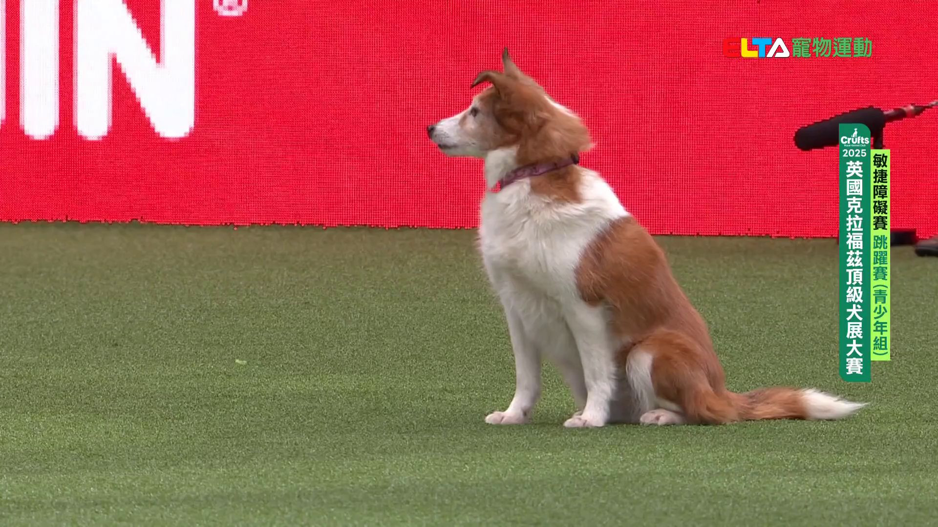 青少年組 跳躍賽｜2025 Crufts 敏捷障礙賽