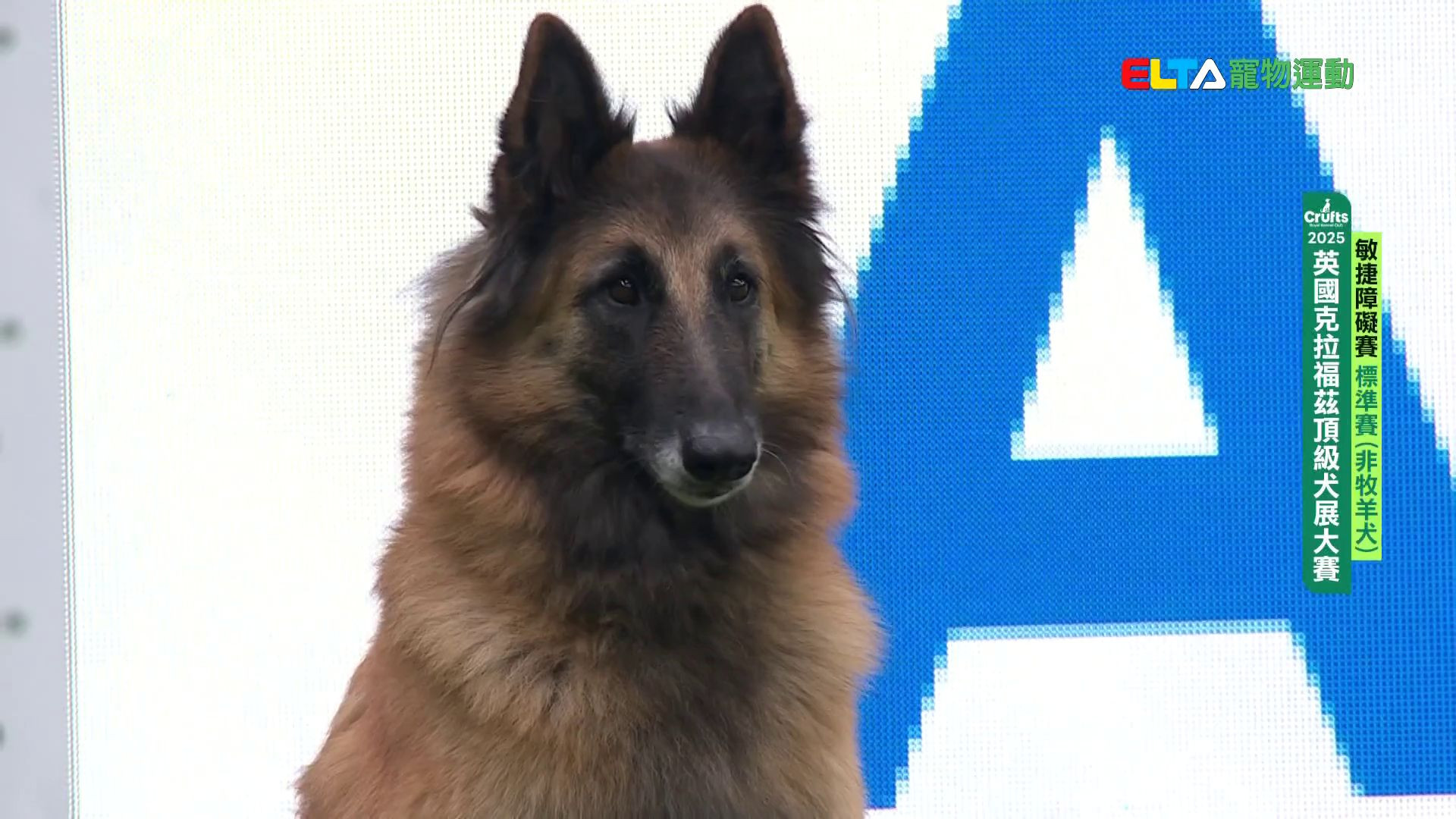 非牧羊犬組 標準賽｜2025 Crufts 敏捷障礙賽