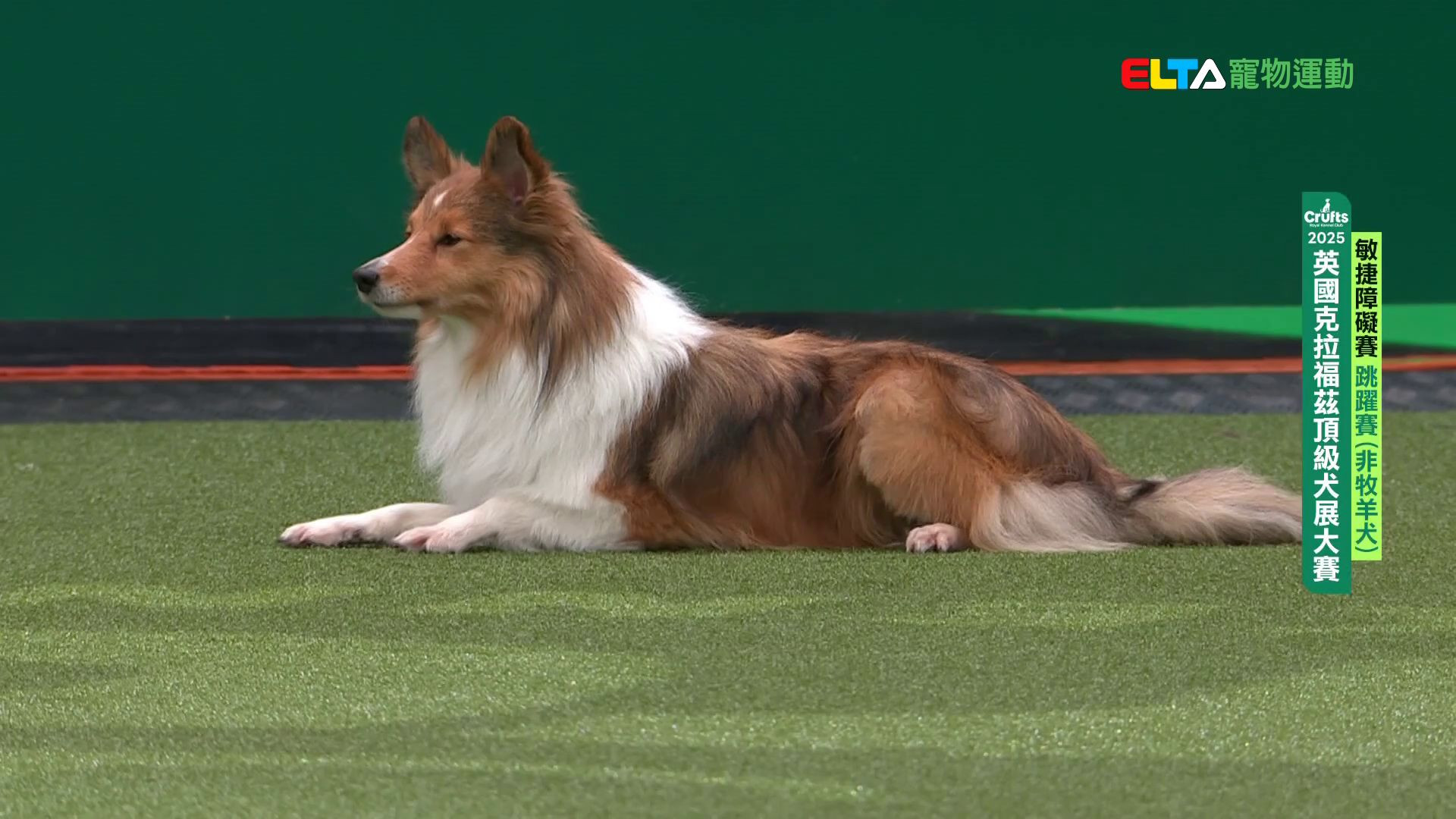 非牧羊犬組 跳躍賽｜2025 Crufts 敏捷障礙賽