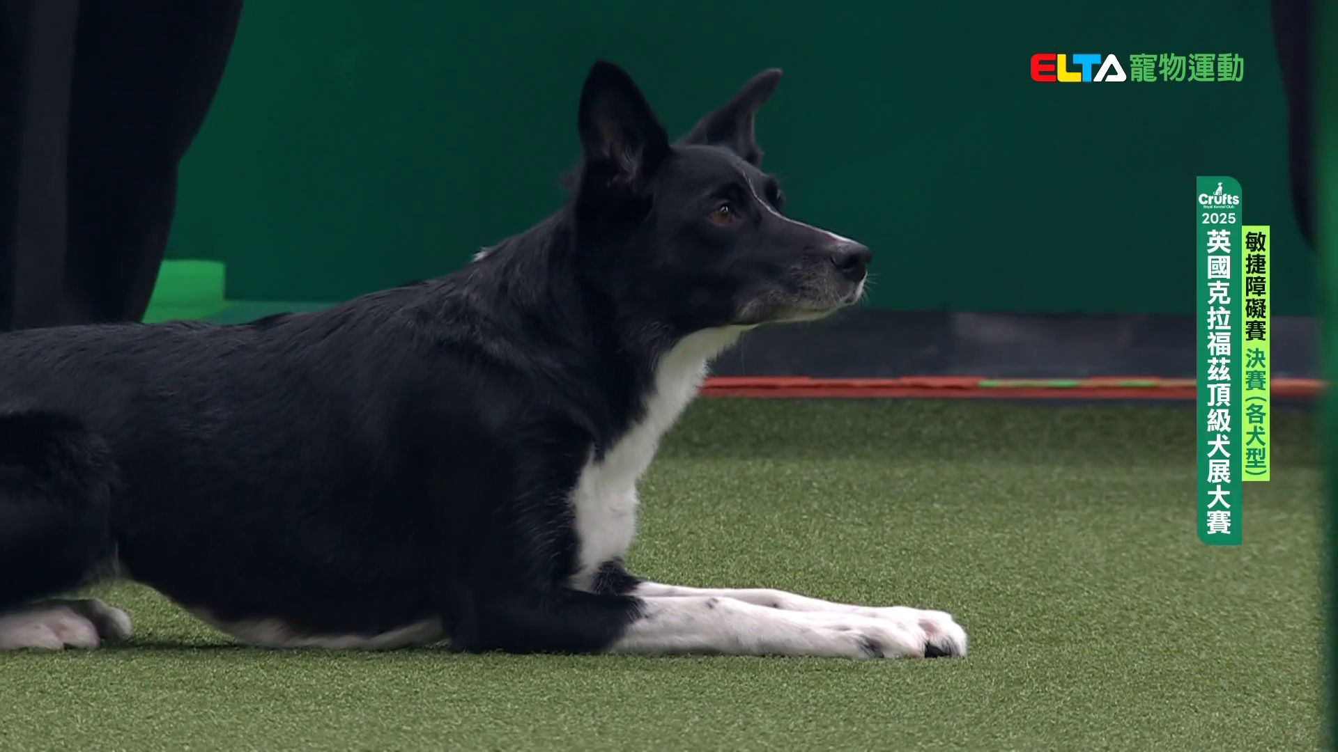 各犬型 決賽｜2025 Crufts 敏捷障礙賽