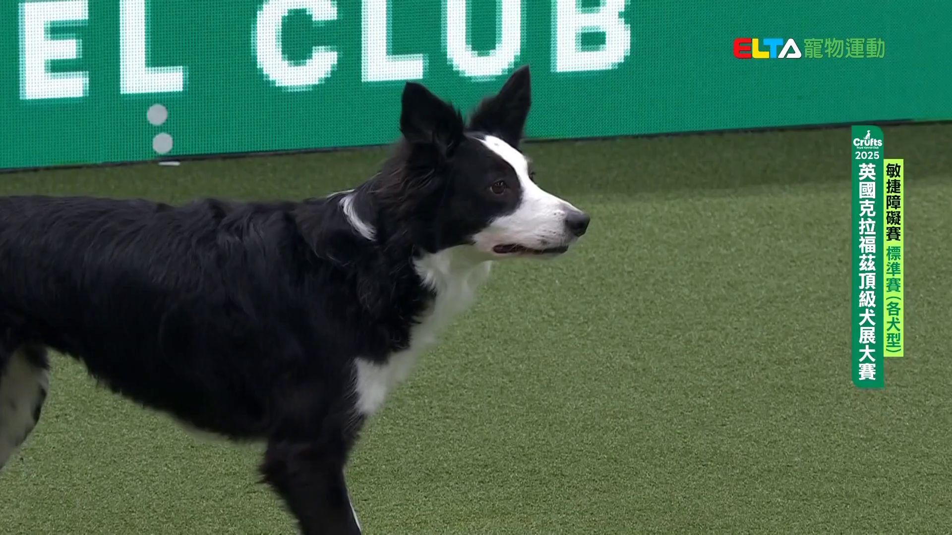 各犬型 標準賽｜2025 Crufts 敏捷障礙賽